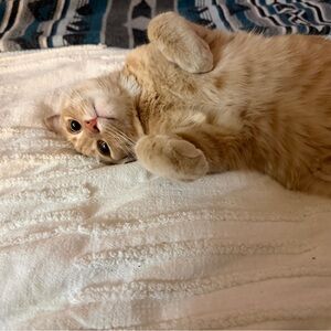 Meet your Posher, Tessa